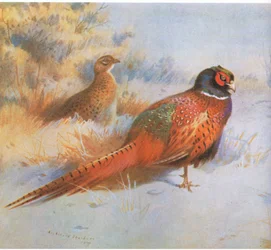 Pheasant, pub. by Book Club Associates, 1972